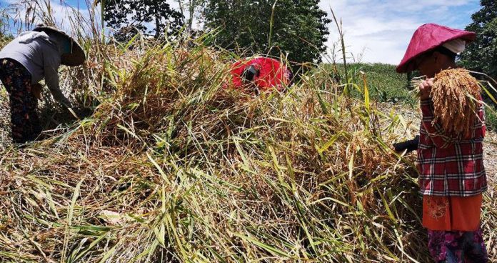 Rice farmers As the implementation of the Rice Tariffication Law will turn a year on Mar. 5, Agriculture secretary William Dar said the department has distributed 1.2 million bags of rice seeds to 709 municipalities so far. He added that 491,000 beneficiaries can use these for 619,000 hectares of field. GMA