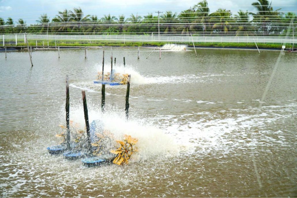 A shrimp pond at SEAFDEC/AQD’s Dumangas Brackishwater Station, ready for harvest in October 2019, seen here with paddle wheels and bird scare devices on top. Photo by RD Dianala.