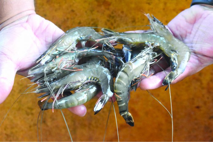 Tiger shrimp grown and harvested in SEAFDEC/AQD’s ponds in Dumangas last October 2019. Photo by NG Failaman.