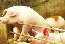 NegOcc regulates livestock transport to prevent ASF Citing the latest report from the Department of Agriculture, secretary William Dar says only 1.7 percent of the 12.7 million national swine population is affected by the ASF.