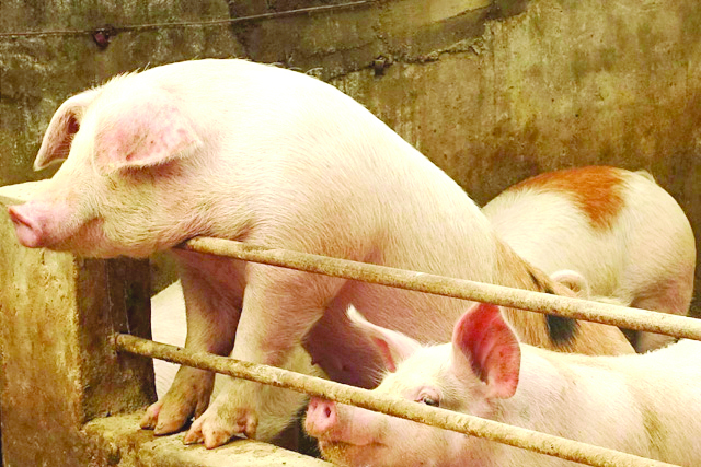 Swine Citing the latest report from the Department of Agriculture, secretary William Dar says only 1.7 percent of the 12.7 million national swine population is affected by the ASF.