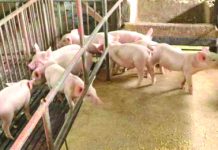 Figures of the Negros Occidental Provincial Veterinary Office reveal that for swine alone, there was an increase of 9.64 percent in the number of heads registered in six auction markets in the province. PNA BACOLOD