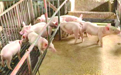 Swine Figures of the Negros Occidental Provincial Veterinary Office reveal that for swine alone, there was an increase of 9.64 percent in the number of heads registered in six auction markets in the province. PNA BACOLOD