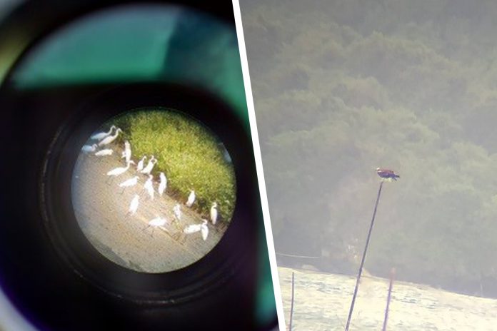 Thousands of migratory waterbirds flock Iloilo wetlands Center photo: Flock of Egret birds captured through the spotting scope (Left). An osprey seen from afar in Katunggan Park at Sito Panus-on, Nabitasan, Leganes. (Right)