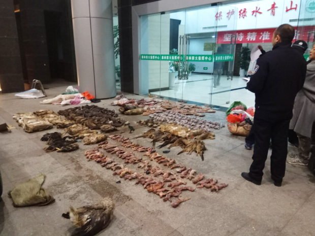 Police look at items seized from store suspected of trafficking wildlife in Guangde city in central China's Anhui Province in this Jan. 9, 2020 photo. As China enforces a temporary ban on the wildlife trade to contain the outbreak of a new virus, many are calling for a more permanent solution before disaster strikes again. ANTI-POACHING SPECIAL SQUAD VIA AP