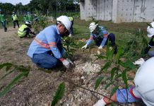 AboitizPower subsidiary continues efforts to expand carbon sink ENVIRONMENTAL STEWARDSHIP. Therma Visayas, Inc. (TVI) Deputy Plant Manager Noel Cabahug (middle-left) leads team members in planting 700 Indian tree seedlings inside the plant complex last February 29, 2020, continuing the efforts for TVI’s Carbon Sink Management Program (CSMP), which aims to plant one million trees to sequester the plant’s carbon emissions.