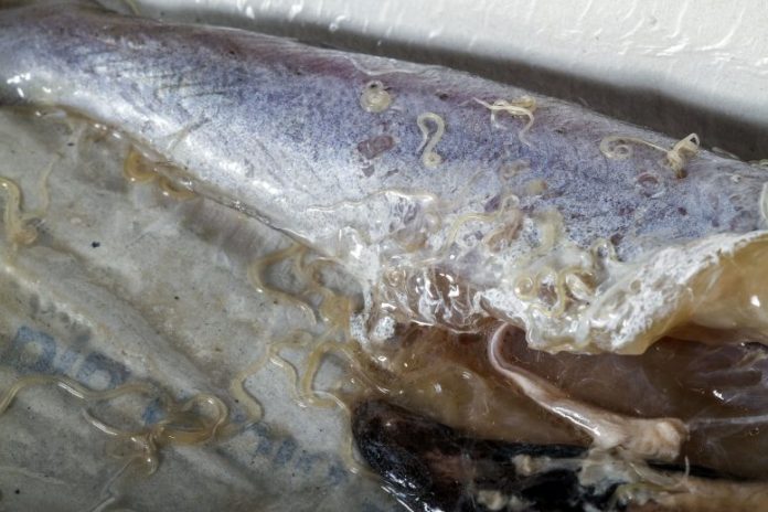 Anisakis worms in blue whiting fish. The prevalence of these worms, found in raw or undercooked fish, has increased dramatically since the 1970s. Credit: Gonzalo Jara/Shutterstock