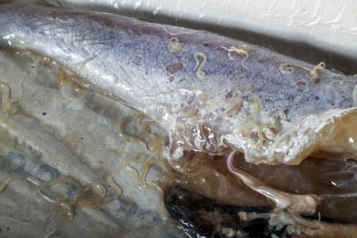 Anisakis worms 1 Anisakis worms in blue whiting fish. The prevalence of these worms, found in raw or undercooked fish, has increased dramatically since the 1970s. Credit: Gonzalo Jara/Shutterstock