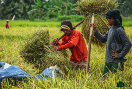 As of Thursday, the region has received 2,578 letters of intent from farmer cooperatives and associations. Department of Agriculture regional executive director Remelyn Recoter said more than half of the number has already been accredited and can avail of the benefits under the Rice Tariffication Law. IBON