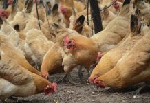 NegOcc’s preventive measures vs bird flu in place, says PVO