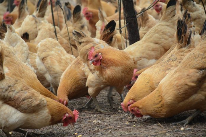 Chicken