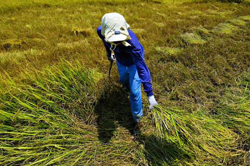 Department of Agriculture The Department of Agriculture said the Inter-Agency Task Force for the Management of Emerging Infectious Diseases approved the requested P31-billion supplemental budget to bankroll a national “Plant, Plant, Plant Program” to ensure food sufficiency during the enhanced community quarantine. DA
