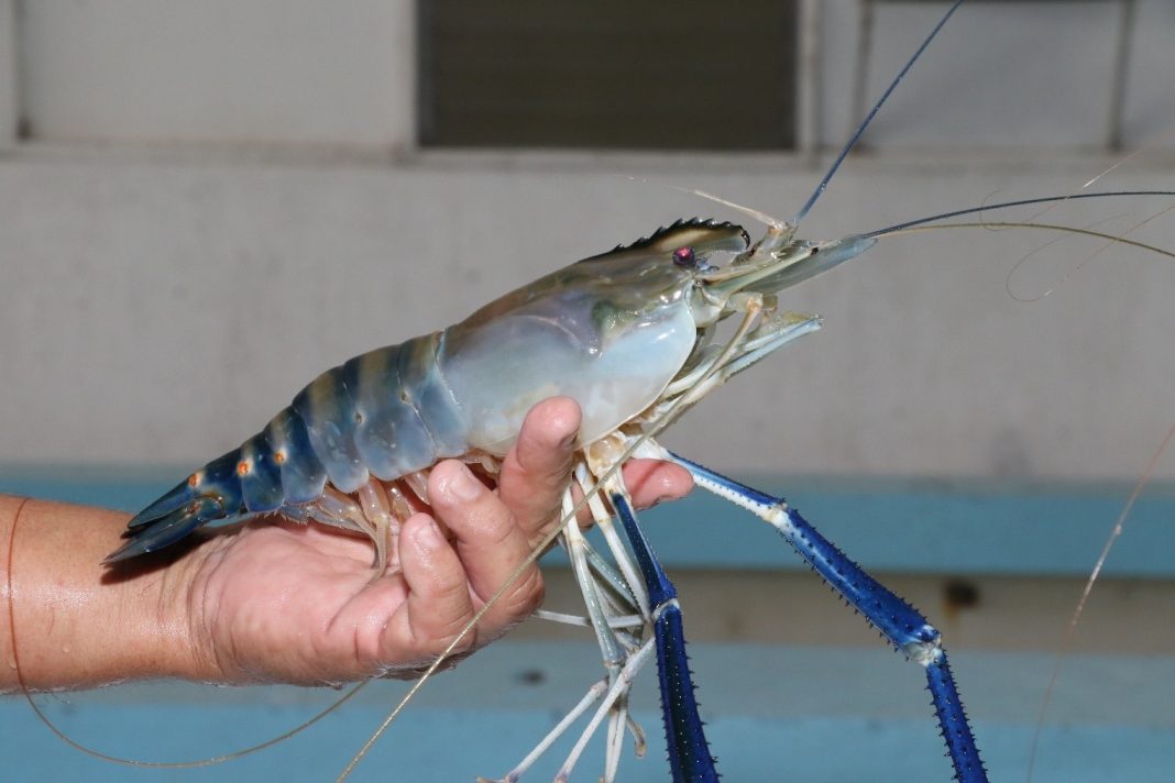 Freshwater prawn, a sustainable alternative to tiger shrimp?