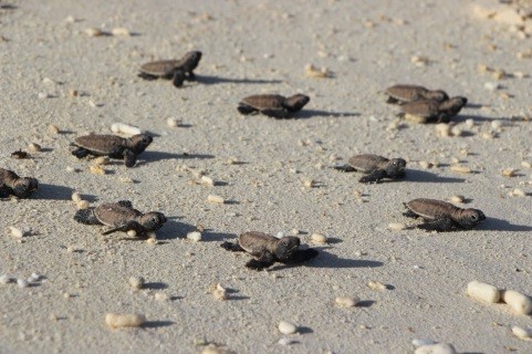 ) Hawksbill Sea turtle hatchlings flap their flippers to proceed on their way home.