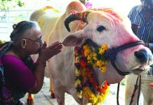 India activist arrested for selling cow urine to combat virus Many in India, a Hindu-majority nation of 1.3 billion, consider cows sacred and believe drinking cow urine is a panacea for all manner of ailments. AFP