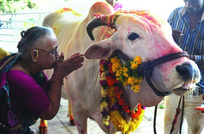 Hindu-majority India Many in India, a Hindu-majority nation of 1.3 billion, consider cows sacred and believe drinking cow urine is a panacea for all manner of ailments. AFP