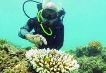 Great Barrier Reef suffers third mass bleaching The world’s largest reef system has suffered another mass bleaching event. GREAT BARRIER REEF MARINE PARK AUTHORITY
