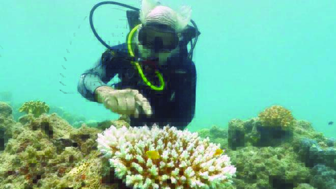 Great Barrier Reef suffers another mass bleaching