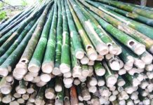 Maasin bamboo growers to train in product dev’t Maasin town in Iloilo is tagged as the bamboo capital of Panay due to its rich bamboo plantation. PNA