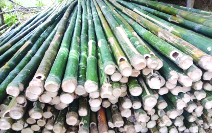Maasin town in Iloilo is tagged as the bamboo capital of Panay due to its rich bamboo plantation. PNA