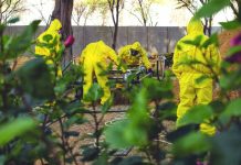 17 Peru cops die due to COVID-19 At least 1,300 of Peru’s police officers – out of roughly 140,000 in the force – have been infected by coronavirus disease 2019. AFP