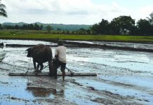 Despite the enhanced community quarantine brought by the coronavirus disease 2019 in Antique, farmers should be allowed to go to work, according to Office of the Provincial Agriculture chief Nicolasito Calawag. Food production in this province will be hampered if farmers will not be allowed to operate their products. PNA
