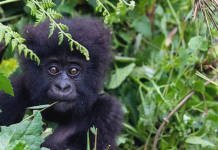 Great apes on lockdown over COVID-19 threat It’s not known how the virus might affect great apes like gorillas. GETTY IMAGES