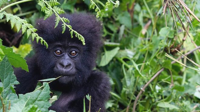 Baby Gorilla It’s not known how the virus might affect great apes like gorillas. GETTY IMAGES