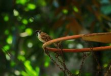 Less pollution: Birds sing in low frequencies The Eurasian tree sparrow (Passer montanus) bird seen gripping on the basketball ring.