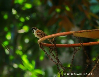 Birds sing in low frequencies 1 The Eurasian tree sparrow (Passer montanus) bird seen gripping on the basketball ring.