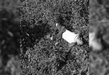 DID FEAR OF VIRUS DRIVE BIZMAN TO HANG SELF?