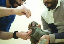 2 pet cats in NY test positive for COVID-19 The United States Centers for Disease Control and Prevention say there is yet no evidence pets play a role in spreading coronavirus in the country. AP FILE PHOTO