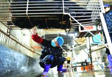 Activists slam China’s use of bear bile in virus treatment Chinese workers collect bile from a caged bear at a farm in Fujian province. AFP