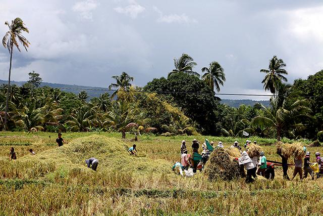 The Department of Agriculture on Sunday said it will distribute some P3-billion worth of assistance to local farmers who tilled a hectare or less of land and were affected by the coronavirus pandemic. GMA