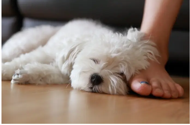Dog 5