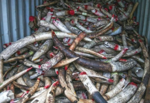 Exploiting nature ‘drives outbreaks of new diseases’ Seized ivory in Malaysia waiting to be destroyed. GETTY IMAGES