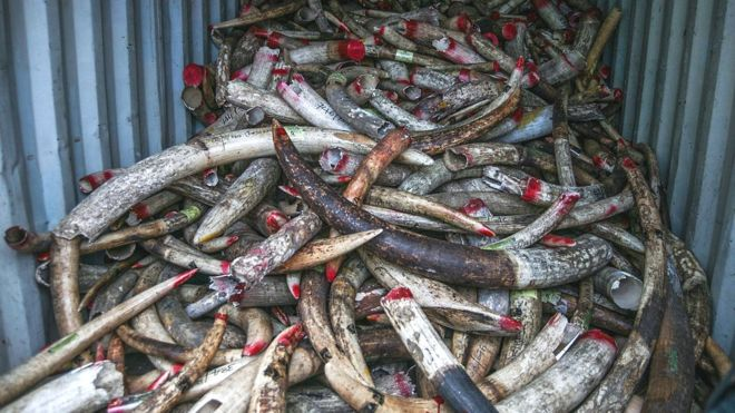 Elephant Ivory Seized ivory in Malaysia waiting to be destroyed. GETTY IMAGES