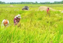 Farmers work on a rice field in this province. The Department of Agriculture in Western Visayas is set to give a P5,000 cash aid to at least 20,488 small rice farmers in Negros Occidental under the Financial Subsidy to Rice Farmers Program. PNA