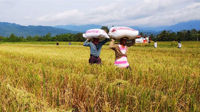 Farmers “Meron pa itong Abril, mag-aani tayo. Huwag tayong mabahala sa bigas. Huwag lang tayong mag-hoarding para may sapat mabili lahat,” the Department of Agriculture assured Filipinos. PHOTO COURTESY OF BSWM-UNDP-GEF5 SLM PROJECT