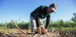 Data from the Philippine Statistics Authority (PSA) reveal that Western Visayas posted about 81.8 percent of the last quarter of 2019 production of 4.19 million metric tons. PHOTO COURTESY OF EDGARDO TONGSON/CDD JOURNAL