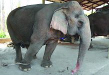 Thailand’s tourist elephants face crisis With global travel paralysed the animals are unable to pay their way, including the 300 kilograms (660 pounds) of food a day a captive elephant needs to survive. AFP