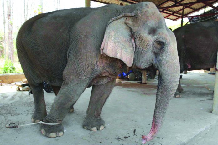 Thailand's tourist elephants With global travel paralysed the animals are unable to pay their way, including the 300 kilograms (660 pounds) of food a day a captive elephant needs to survive. AFP