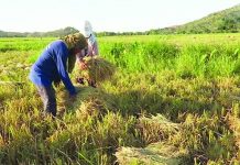 Farmers to get free seeds, fertilizers this wet season