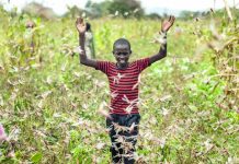 Locusts, COVID-19, flooding pose ‘triple threat’ in Africa