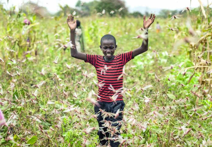 A farmer's son raises his arms as he is surrounded by desert locusts
