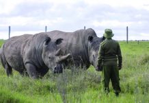 Africa’s endangered wildlife at risk as tourism dries up