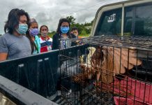 Rescued Brahminy kite turned over to DENR Onlookers make this rescued Brahminy kite or dapay in Bingawan, Iloilo uncomfortable. The dapay was turned over to the Department of Environment and Natural Resources. IAN PAUL CORDERO/PN