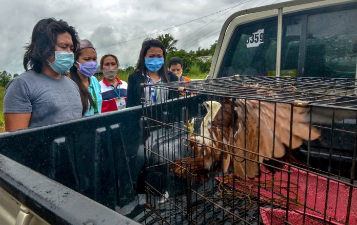Brahminy Kite Bingawan Onlookers make this rescued Brahminy kite or dapay in Bingawan, Iloilo uncomfortable. The dapay was turned over to the Department of Environment and Natural Resources. IAN PAUL CORDERO/PN