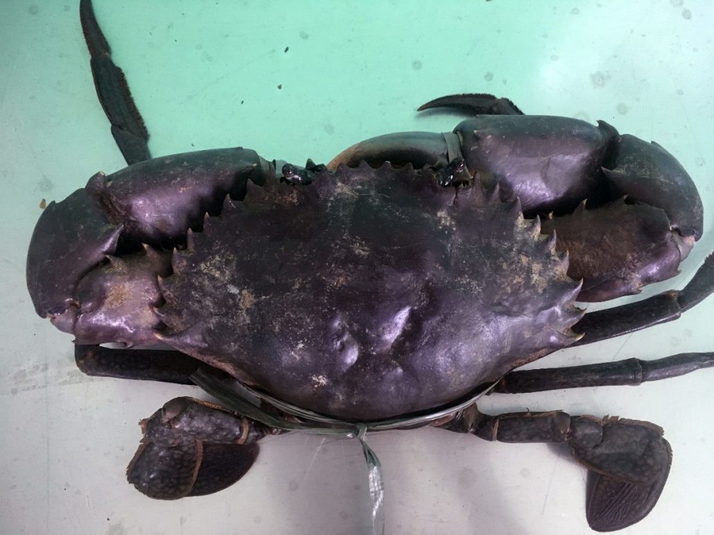 Expert warns crab farmers against ‘fake’ king crablets