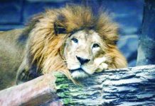 Indonesia zoo considers ‘worst-case’ deer cull as big cats go hungry